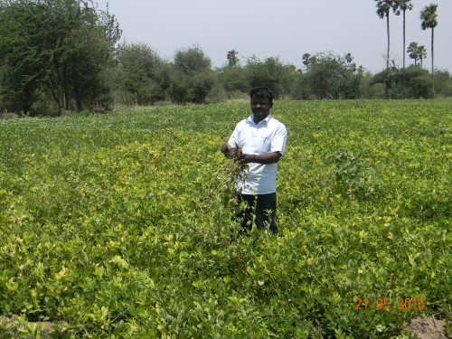 Groundnut field assessment