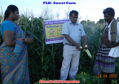 Groundnut field assessment